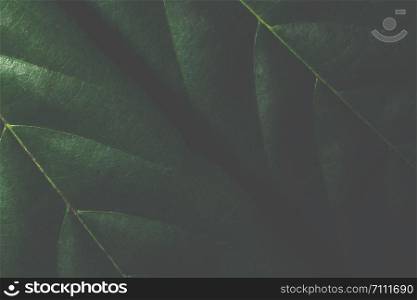 Background patterned leaves