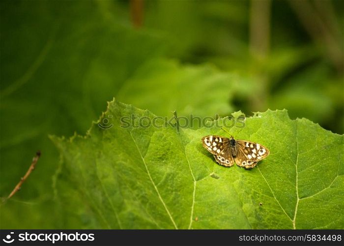 Background picture with a butterfly on a leaf