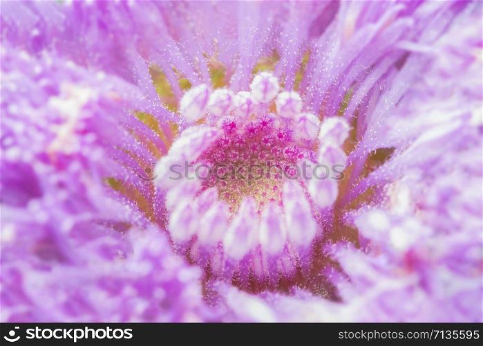 Background pink macro pollen
