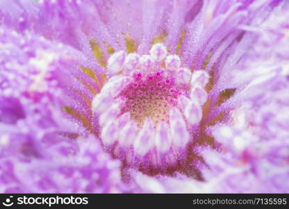 Background pink macro pollen