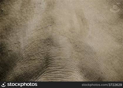 Background skin rhino. Background of a grey rhino skin animal