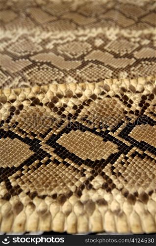 Background snake skin pattern brown and beige color