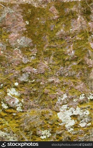 Background stone moss texture in red and green colors