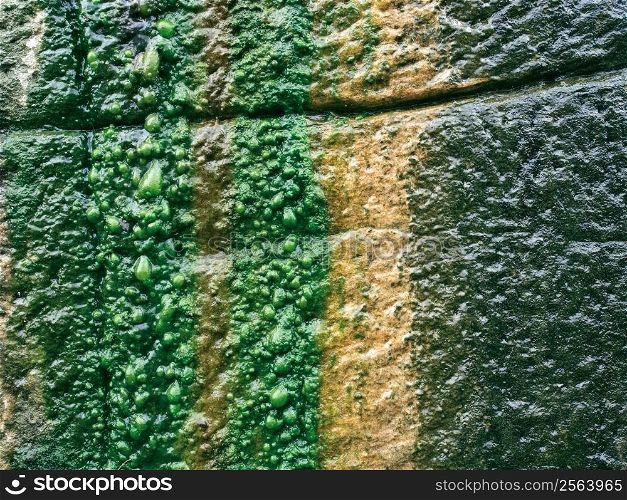 Background/textural image of water flowing down over algae growing on a rock wall.