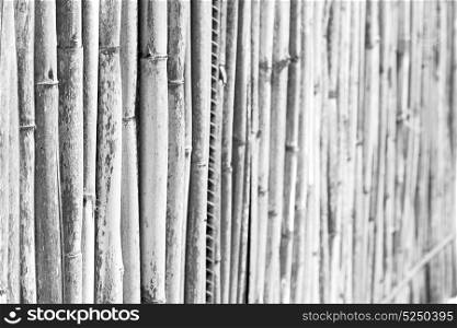background texture bamboo wood and plant in the abstract