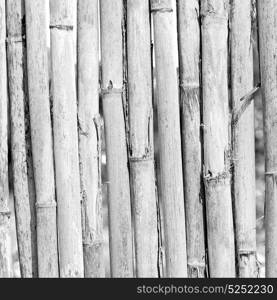 background texture bamboo wood and plant in the abstract