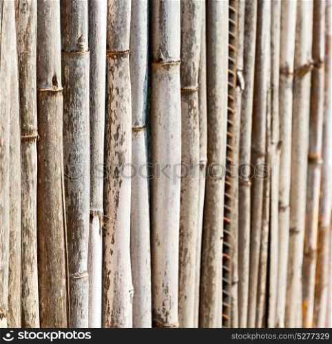 background texture bamboo wood and plant in the abstract