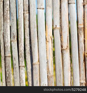 background texture bamboo wood and plant in the abstract