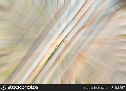 background texture bamboo woothe abstract colors and blurred backgroundd and plant in the abstract