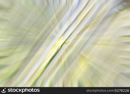 background texture bamboo woothe abstract colors and blurred backgroundd and plant in the abstract