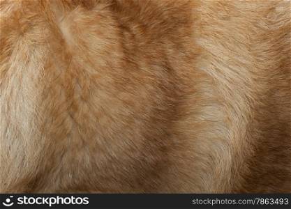 Background Texture Closeup Of Dog Fur