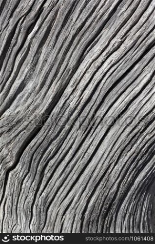 Background - Texture of an old wooden tree stump.