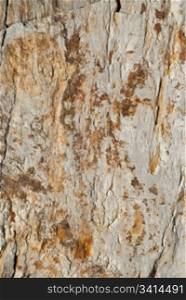 Background texture of earthy colored shale stone.