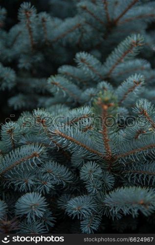 Background texture of fir tree branches for a christmas design. Background texture of fir tree branches
