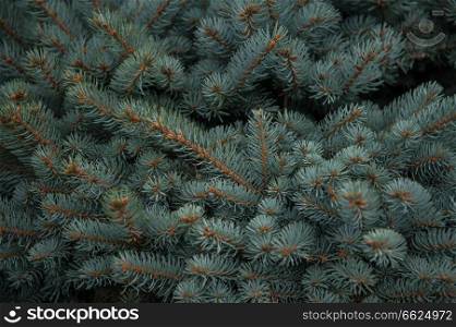 Background texture of fir tree branches for a christmas design. Background texture of fir tree branches