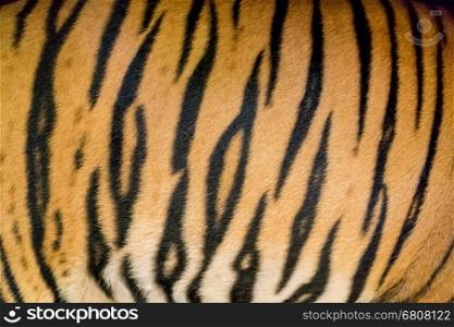 background texture of real bengal tiger skin
