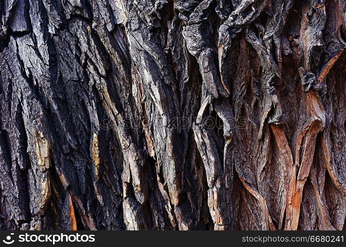 background texture of wooden planks logs bark