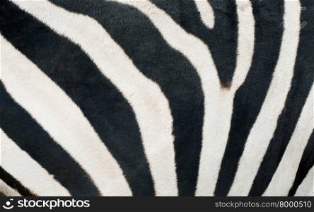 background textured of zebra skin