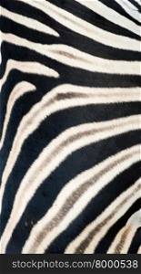 background textured of zebra skin