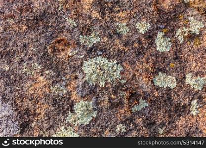 Background textures. Stone texture close-up with colorful spots and lichens