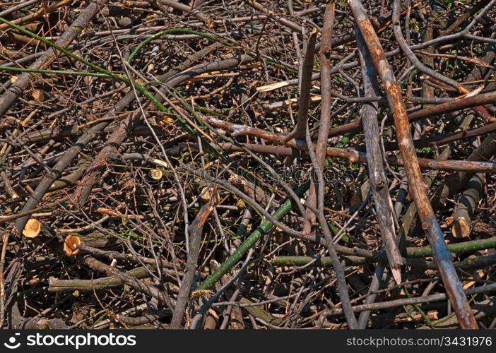 Background - the broken and cut branches of different breeds of a tree.