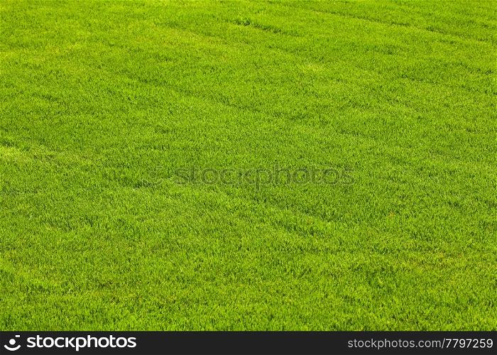 background tonsure on the grass lawn