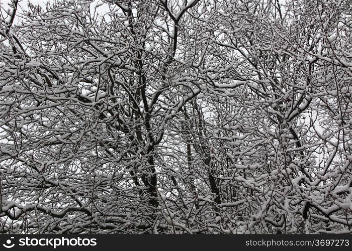 background tree with all branches covered with snow