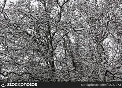 background tree with all branches covered with snow