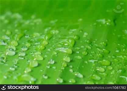 Background water drops on leaves