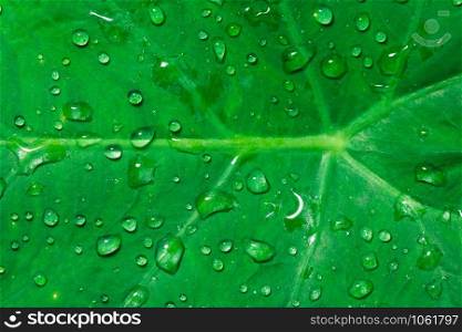 Background water drops on leaves