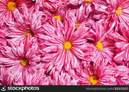 Background with a group of pink flowers chrysanthemums