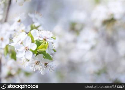 Background with apple tree branch with white removed with selective focus. Background with apple tree branch with white