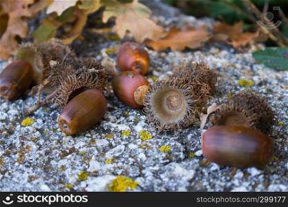 Background with autumn leaves and acorns close-up. Macro of acorns. Acorns fallen on the wall and out of the shell