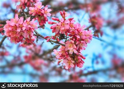 background with cherry blossoms against a blue sky