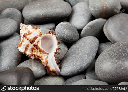 Background with dark pebbles and beautiful shell