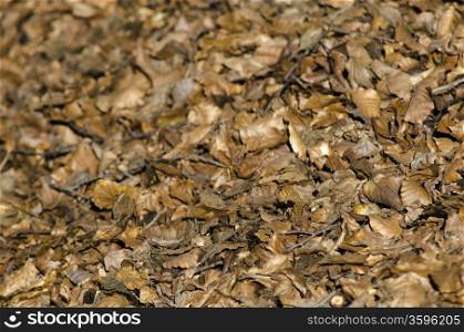 Background with dry beech leaves. Abstract natural background with dry beech leaves