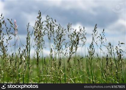 background with grass against a blue sky