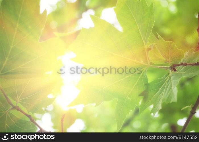 Background with leaves and sunlight closeup