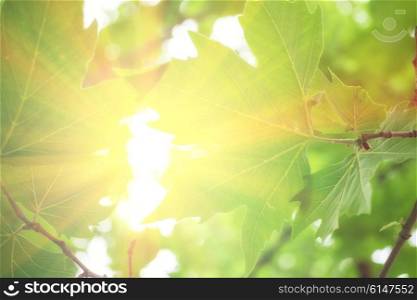 Background with leaves and sunlight closeup
