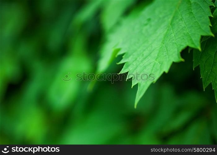 Background with lush green grape leaves macro