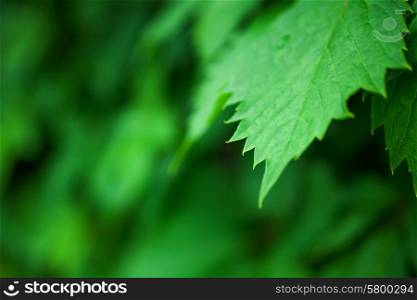 Background with lush green grape leaves macro