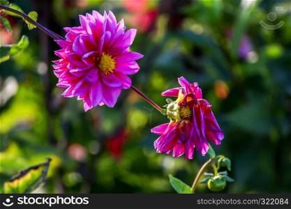 Background with pink dahlia in green meadow. Dahlia is mexican plant of the daisy family, which is cultivated for its brightly coloured single or double flowers.