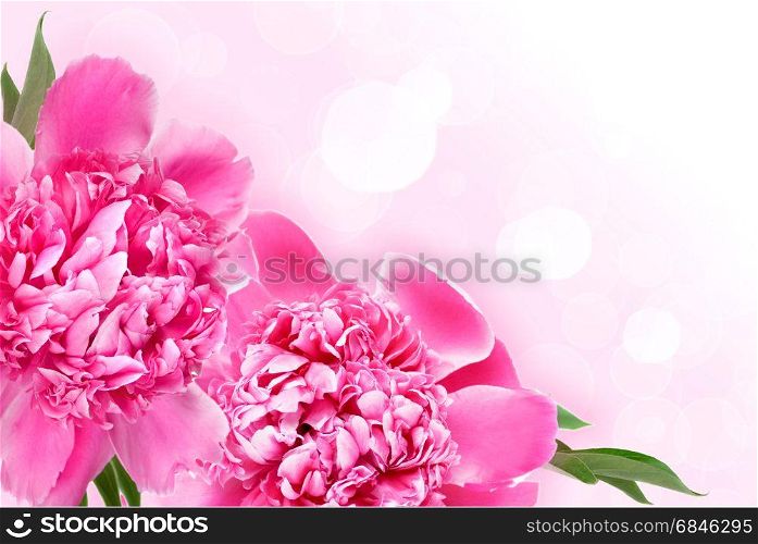 Background with pink peonies and space for text
