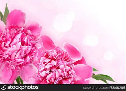 Background with pink peonies and space for text