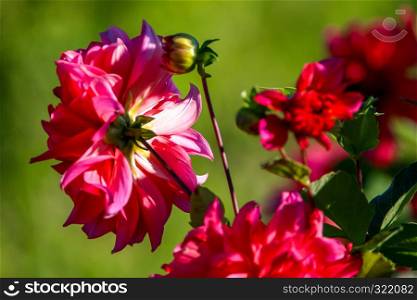 Background with red dahlia in green meadow. Dahlia is mexican plant of the daisy family, which is cultivated for its brightly colored single or double flowers.