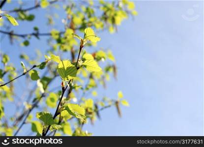 Background with spring birch branches and blue sky