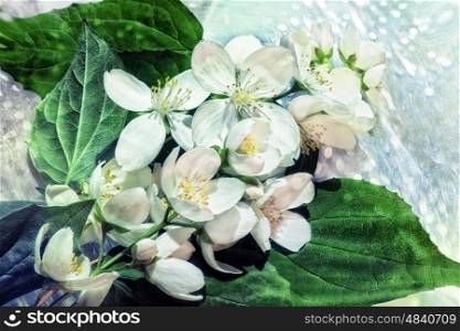 Background with White jasmine flowers on a bush macro