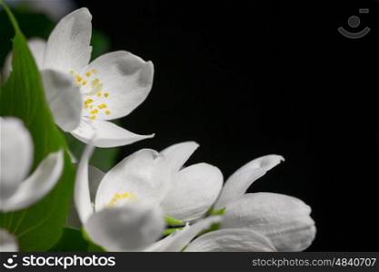 Background with white jasmine flowers on black