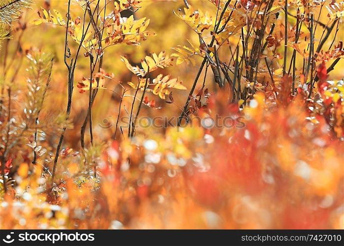 background yellow autumn forest moss