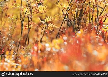 background yellow autumn forest moss